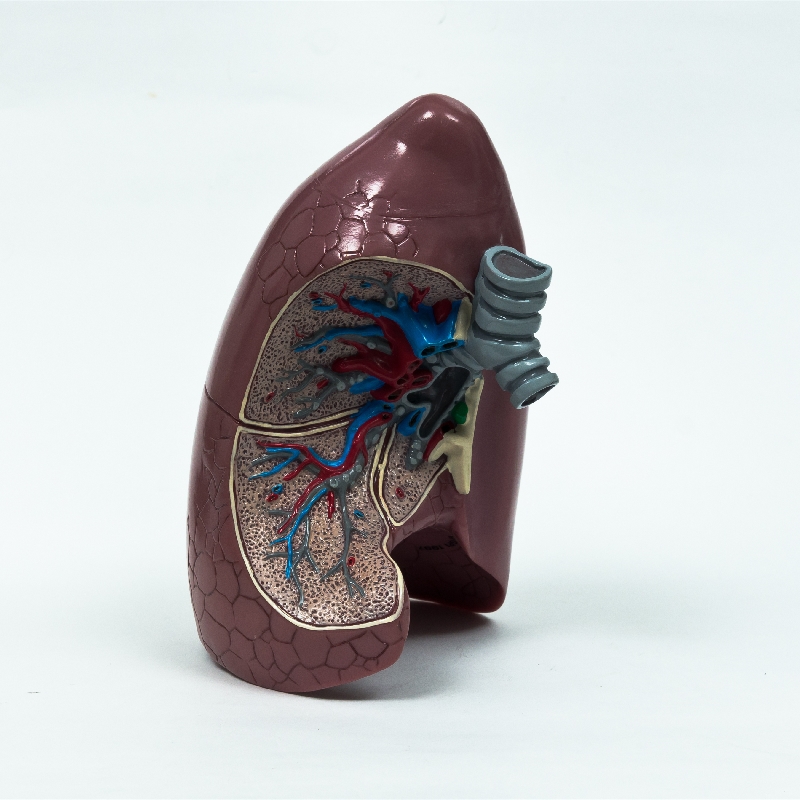 Hot Sale Medical Anatomical Human Plastic Liver Model Figure